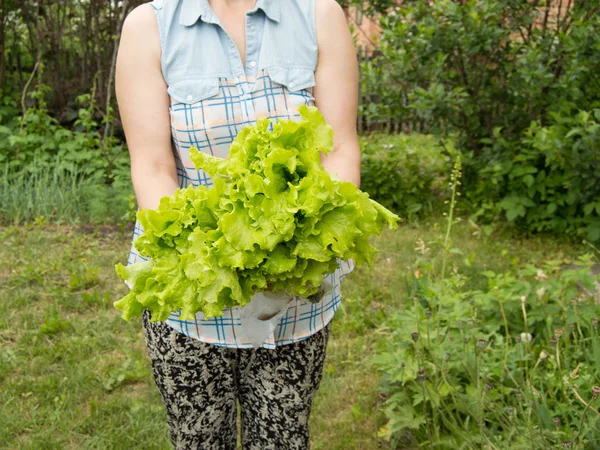 Жінка тримає свіже листя салату, стоячи в овочевому саду — стокове фото