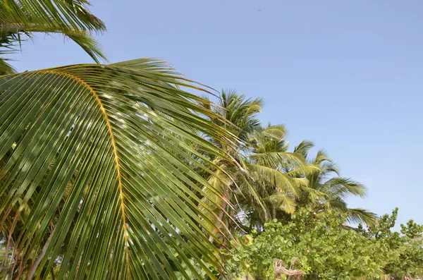 Las ramas de las palmeras sobre fondo azul del cielo — Foto de Stock