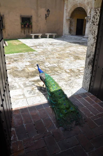 Belo pavão com cauda dobrada caminha no quintal — Fotografia de Stock