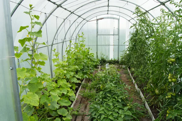 Огурцы и помидоры растут в современной солнечной дуговой поликарбонатной теплице — стоковое фото