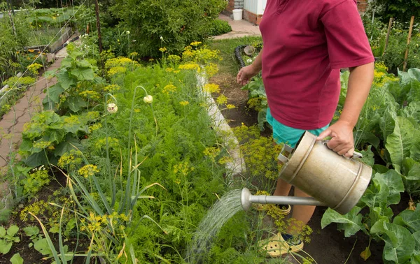 Жінка в шортах і футболці поливає рослини у вашому саду зі старої резервуарної банки — стокове фото