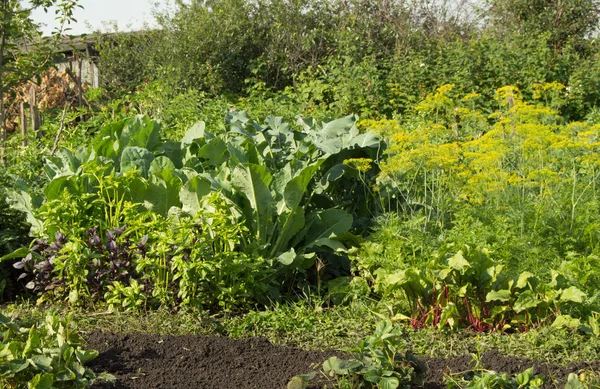 Légumes frais qui poussent dans le jardin betterave, chou, basilic, aneth - légumes utiles pour une alimentation saine — Photo