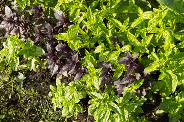 Свежие листья зеленого и фиолетового базилика растут в саду — стоковое фото