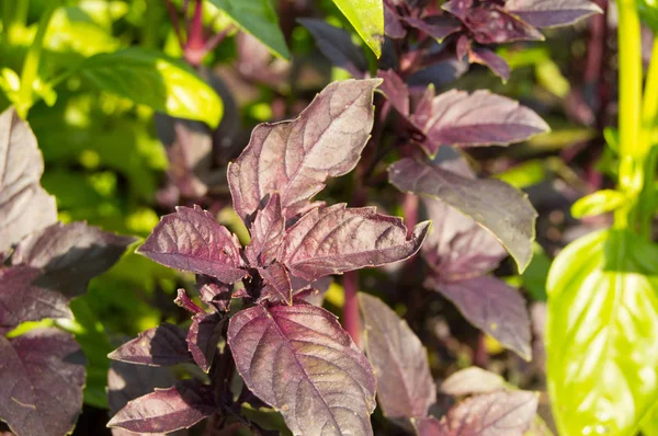 庭で育って緑と紫のバジルの新鮮な葉 — ストック写真