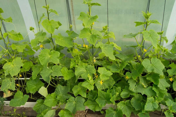 Green shoots of cucumbers, the flowers and young cucumbers, growing cucumbers in the greenhouse — Stock Photo, Image