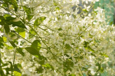 Güzel arka plan - akasma paniculata çiçekler