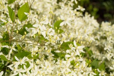 Güzel arka plan - akasma paniculata çiçekler