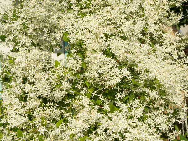 Schöner Hintergrund - die Blüten von Clematis paniculata — Stockfoto