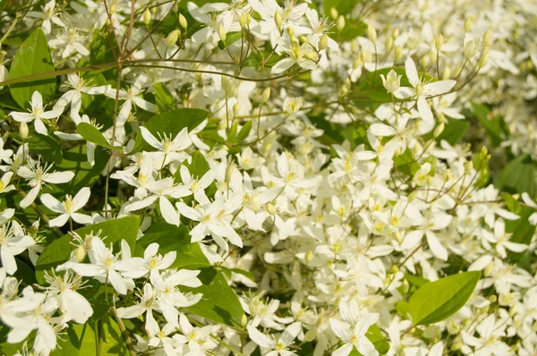 Schöner Hintergrund - die Blüten von Clematis paniculata — Stockfoto