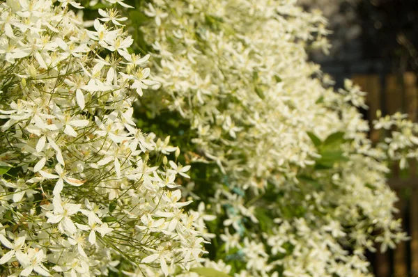 Schöner Hintergrund - die Blüten von Clematis paniculata — Stockfoto