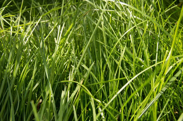 Concepto - Día de la Tierra, un Día de Paz, protección de la naturaleza, Hermosa hierba verde —  Fotos de Stock