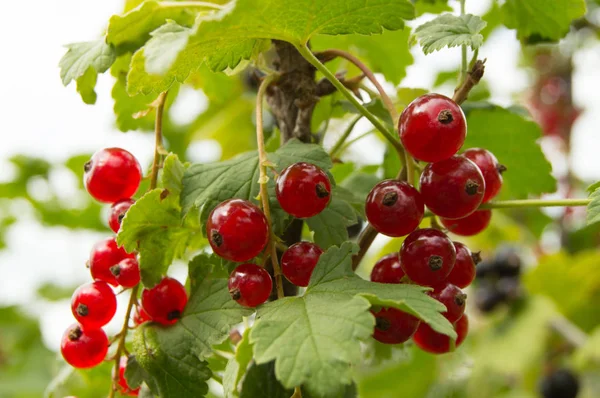 Gün barış, frenk üzümü çilek, seçici odak