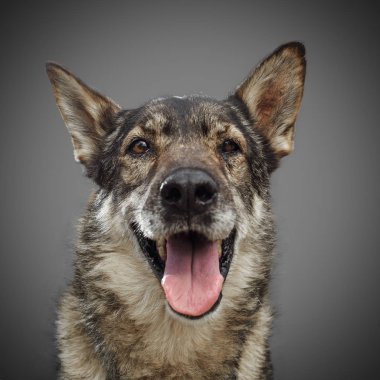 Sevimli köpek 2018 sembolü, gri bir arka plan gülümseyen