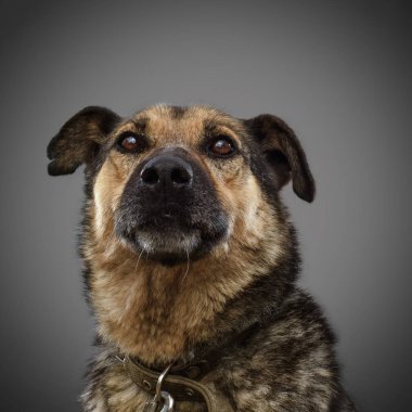 gri bir arka plan üzerinde 2018 sembolü poz akıllı kahverengi köpek