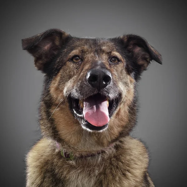 onun dilini ve gri arka plan üzerinde poz gülümsüyor, zencefil komik köpek - 2018, sembolü sıkışmış