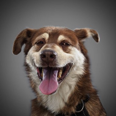 şirin komik kırmızı köpek onun dil ve gri arka plan üzerinde poz gülümsüyor, dışarı sıkışmış