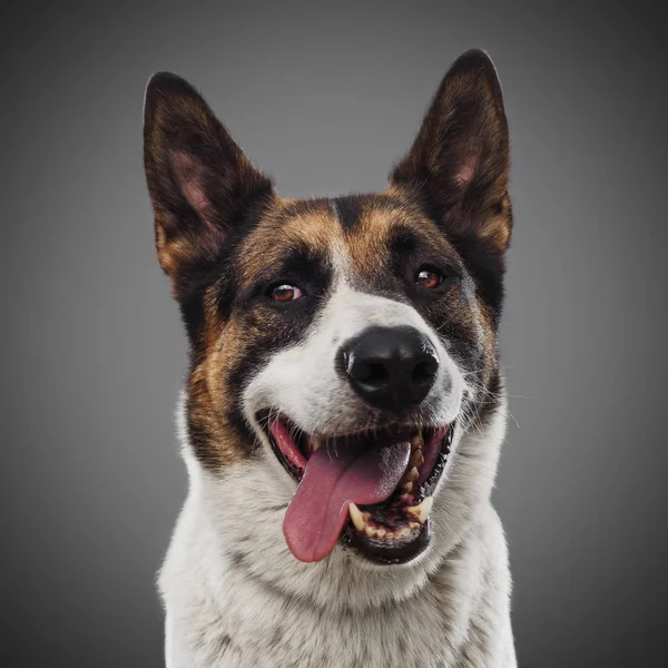 şirin komik kırmızı köpek onun dil ve gri arka plan üzerinde poz gülümsüyor, dışarı sıkışmış