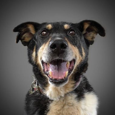 şirin komik siyah köpek onun dil ve gri arka plan üzerinde poz gülümsüyor, dışarı sıkışmış