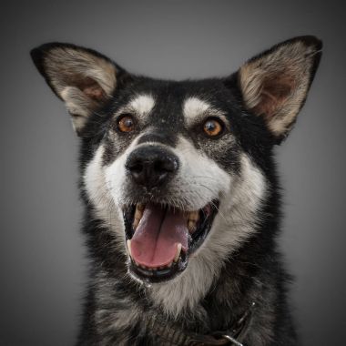 şirin komik köpek 2018, onun dilini ve gri arka plan üzerinde poz gülümsüyor, dışarı sıkışmış sembolüdür