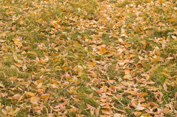 Bello sfondo autunnale con foglie gialle su erba verde — Foto Stock