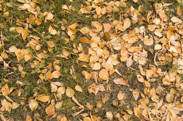 Mooie herfst achtergrond met gele bladeren op groen gras — Stockfoto