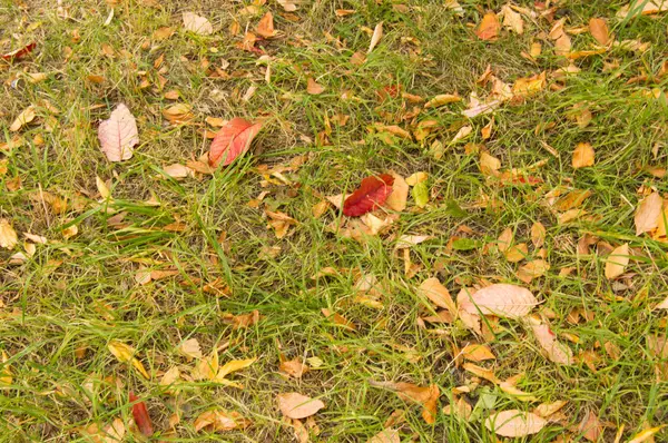 Mooie herfst achtergrond met gele bladeren op groen gras — Stockfoto