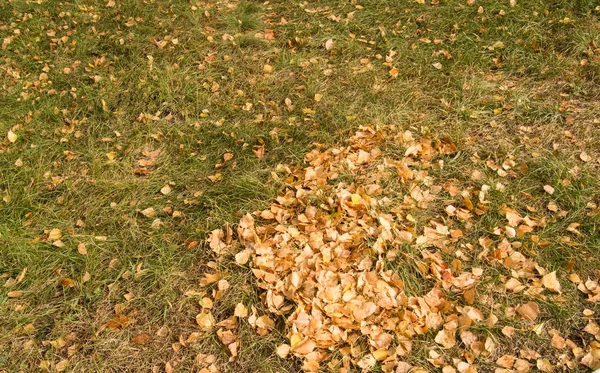 Beautiful autumn background with yellow leaves on green grass — Stock Photo, Image