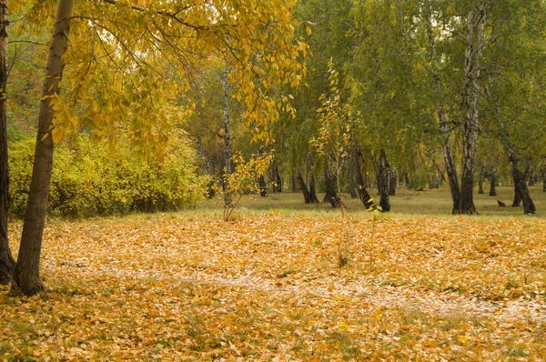 Sonbahar Park yürüyüş için izlemek