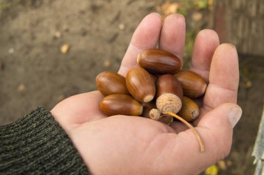 Arka plandaki meşe ağacından düşen palamutları tutan adam.