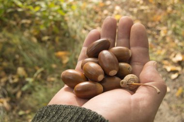 Arka plandaki meşe ağacından düşen palamutları tutan adam.