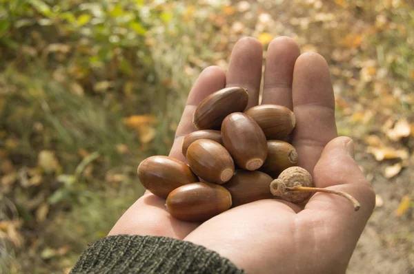 Arka plandaki meşe ağacından düşen palamutları tutan adam.