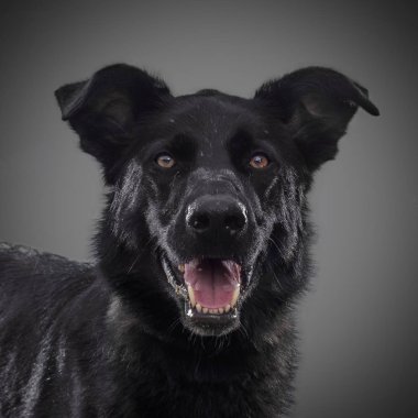 Sevimli siyah gülümseyen köpek 2018 sembolü