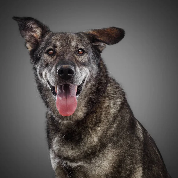 Sevimli siyah gülümseyen köpek 2018 sembolü