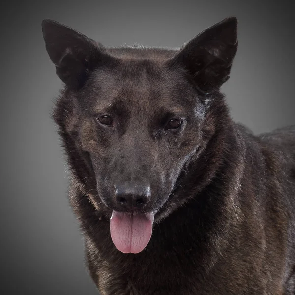 Sevimli siyah gülümseyen köpek 2018 sembolü