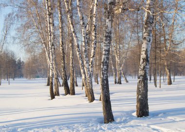 Güzel manzara kış Park, ormanın içinde. Gölgeler ve kar, kopya alanı ağaçlarının