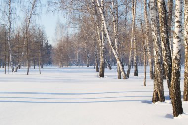 Güzel manzara kış Park, ormanın içinde. Gölgeler ve kar, kopya alanı ağaçlarının