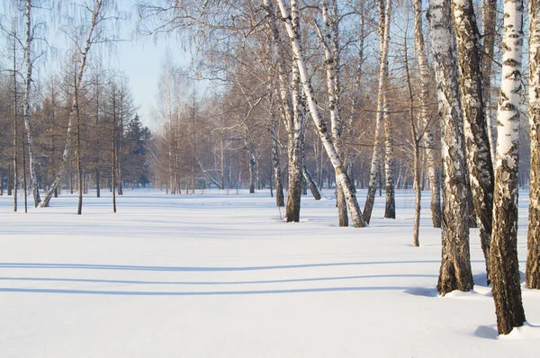 Güzel manzara kış Park, ormanın içinde. Gölgeler ve kar, kopya alanı ağaçlarının