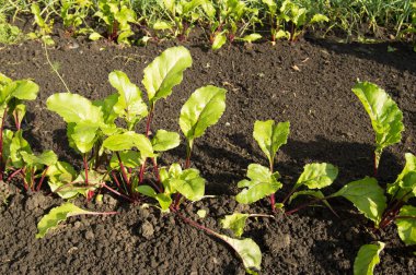 Genç pancar bitkilerde Bahçe, sağlıklı gıda ve doğal organik ürünler kavramı