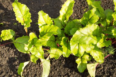 Genç pancar bitkilerde Bahçe, sağlıklı gıda ve doğal organik ürünler kavramı