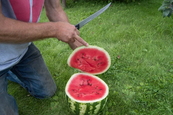 一个穿牛仔裤的人跪在草地上, 用刀割成红色成熟的西瓜 — 图库照片