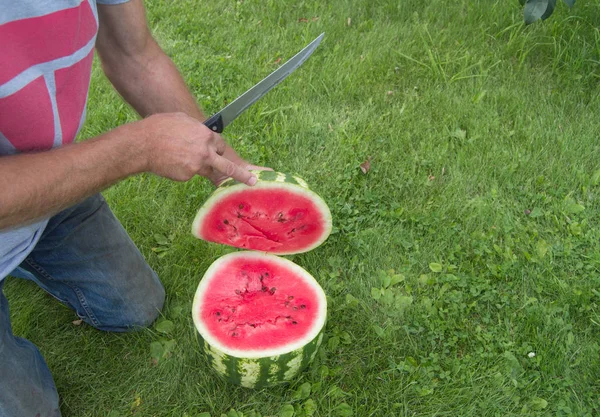 Um homem de jeans ajoelha-se na grama, cortado com faca vermelha melancia madura — Fotografia de Stock