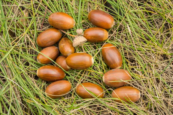 Reife braune Eicheln liegen auf dem grünen Gras — Stockfoto