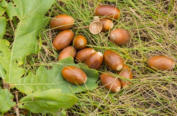 Спелые коричневые желуди лежат на зеленой траве и дубовых листьях — стоковое фото