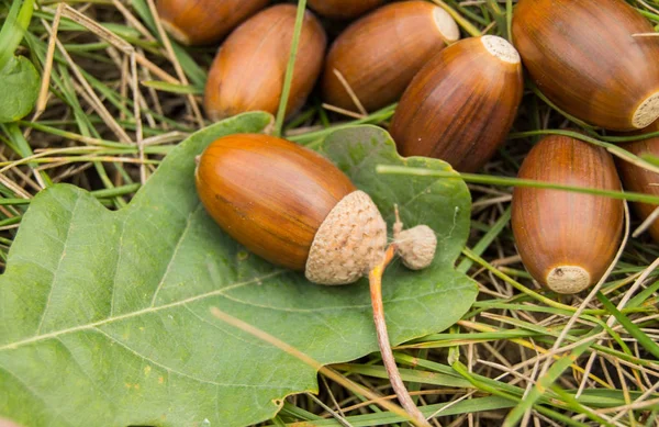 Rijpe bruin eikels liggen op het groene gras en eikenbladeren — Stockfoto