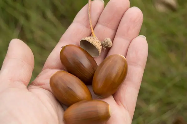 Eikels in de handen van vrouwen op de achtergrond van een gras in de herfst — Stockfoto