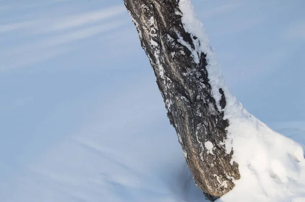 Um tronco de árvore inclinado coberto com neve em bosques de inverno Park — Fotografia de Stock