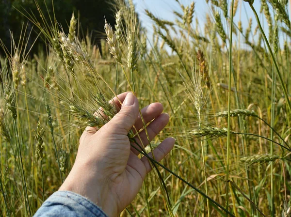 Female hand holding ears of wheat and rye on the field