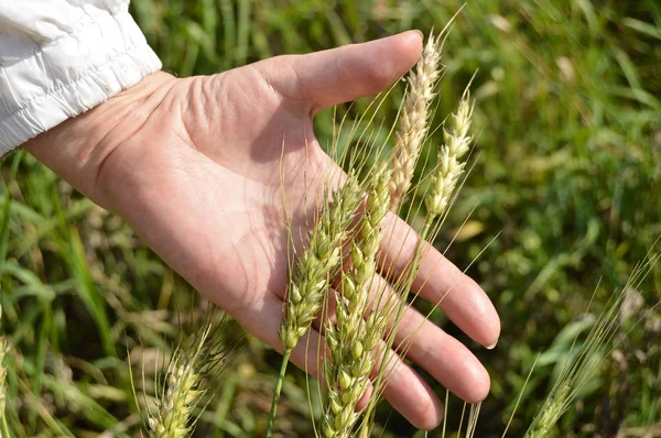 Female hand holding ears of wheat and rye on the field