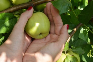 Güzel manikür genç bir kızla elma ağaçtan meyve bahçesinde alır.