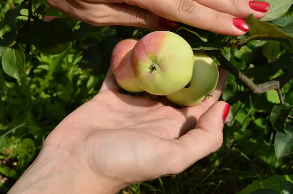 Ein junges Mädchen mit einer schönen Maniküre pflückt Äpfel vom Baum im Obstgarten — Stockfoto